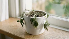 観葉植物がしおれたら水やり前に確認したい10のサインと見分け方