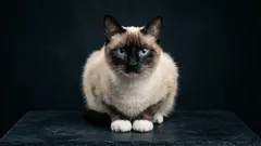 猫の世界の異端児たち：選ばれにくい5匹の美猫